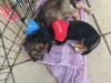 SavingGraceAdoptions
